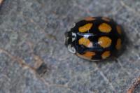 Adalia decempunctata