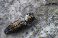 Agrilus