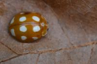 Calvia decemguttata