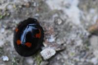 Exochomus quadripustulatus