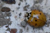 Harmonia axyridis