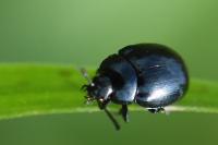 Phaedon armoraciae