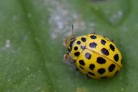 Psyllobora vigintiduopunctata