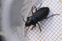 Anisodactylus binotatus