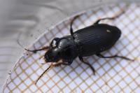 Anisodactylus binotatus