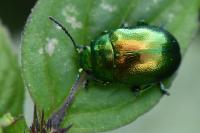 Chrysolina graminis