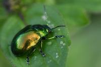 Chrysolina graminis