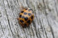 Harmonia axyridis