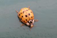 Harmonia axyridis