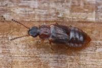 Omalium