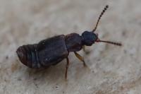 Omalium
