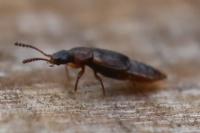 Omalium