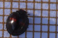 Chilocorus bipustulatus