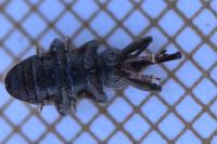 Dorytomus