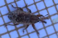 Dorytomus