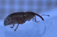 Dorytomus