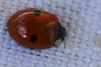 Adalia bipunctata