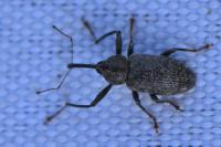 Dorytomus longimanus