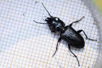 Pterostichus aterrimus