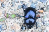 Trypocopris pyrenaeus