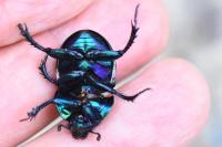 Trypocopris pyrenaeus