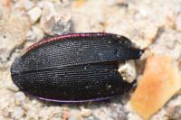 Carabus violaceus