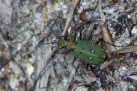 Cicindela campestris