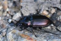 Poecilus cupreus