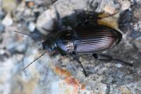 Poecilus cupreus