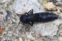 Ocypus olens