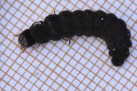 Cantharis