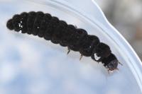 Cantharis