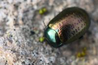 Chrysolina hyperici