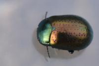 Chrysolina hyperici