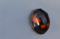 Exochomus quadripustulatus
