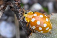 Halyzia sedecimguttata