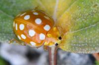 Halyzia sedecimguttata