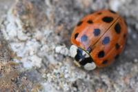 Harmonia axyridis