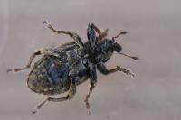 Hypera postica