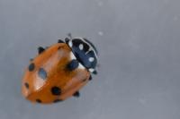 Hippodamia variegata