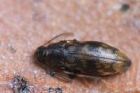 Marolia variegata
