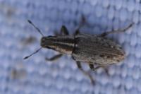 Sitona humeralis