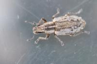 Sitona humeralis