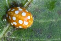 Halyzia sedecimguttata