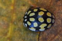 Sospita vigintiguttata