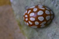 Sospita vigintiguttata
