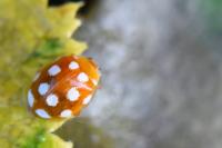 Vibidia duodecimguttata