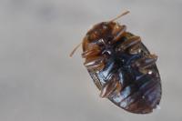 Rhyzobius litura