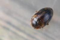Rhyzobius litura