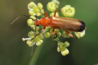 Rhagonycha fulva
